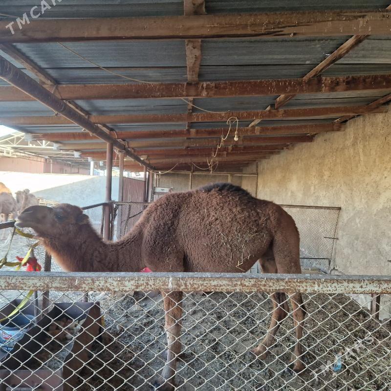 Dùÿe - Bereket - img 2