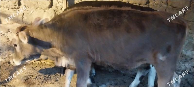 Tüwe - Чоганлы - img 3