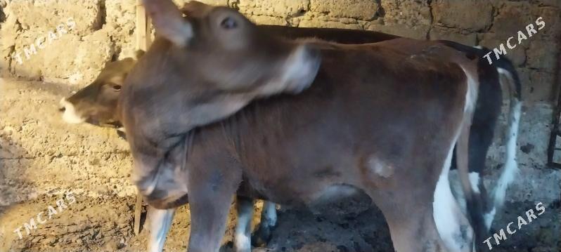 Tüwe - Чоганлы - img 4