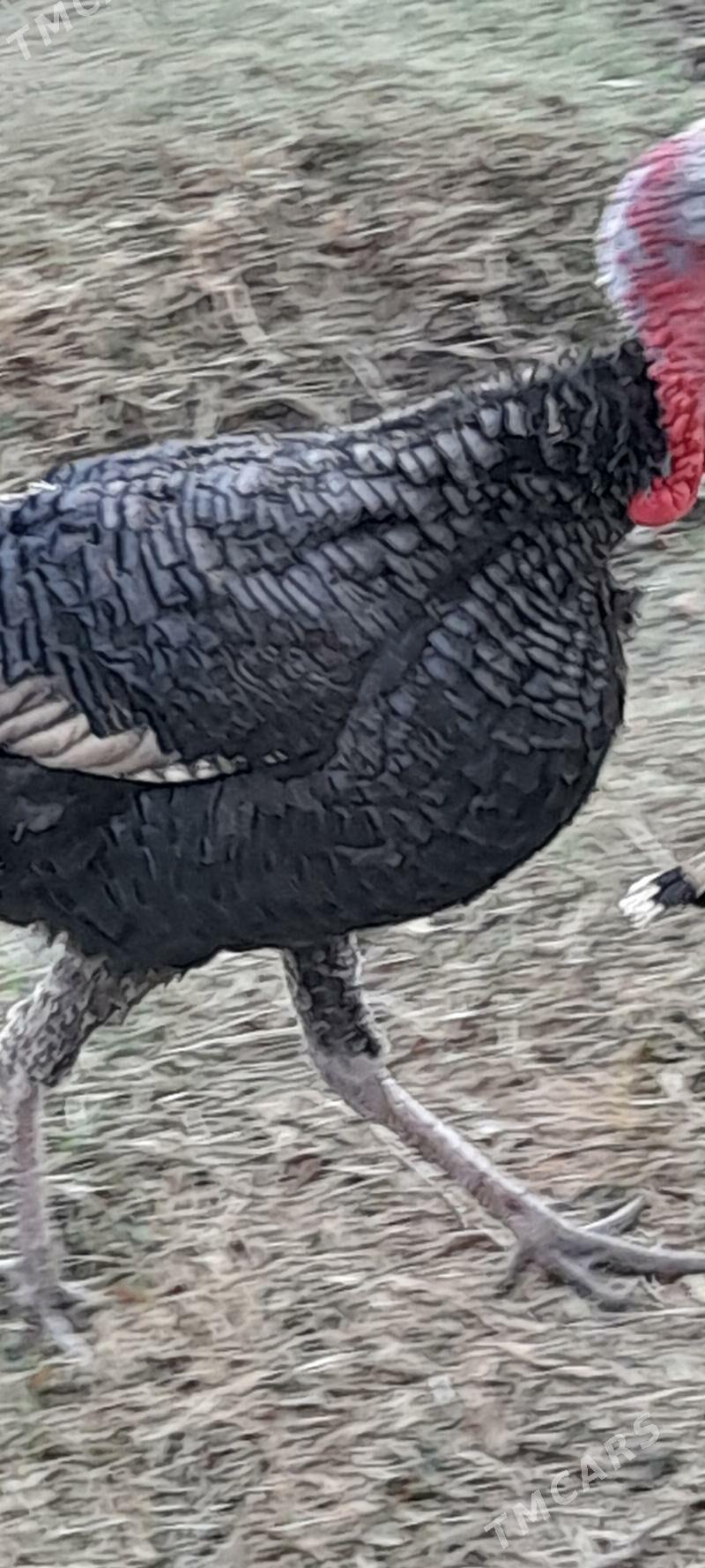 erkek induk - Bäherden - img 2