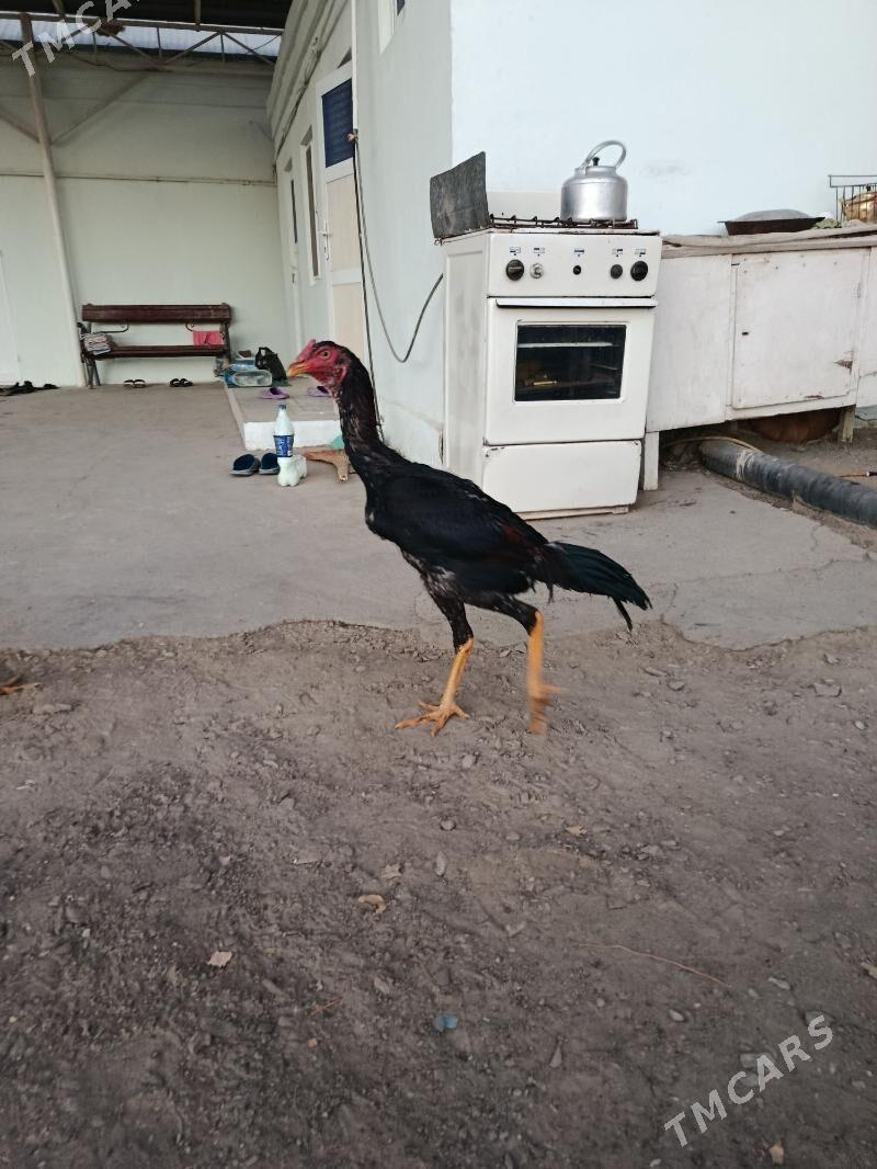 Taşkent - Bäherden - img 3