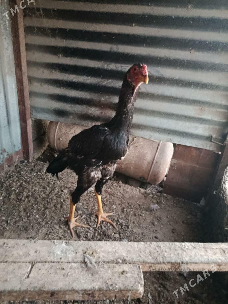 Taşkent - Bäherden - img 2