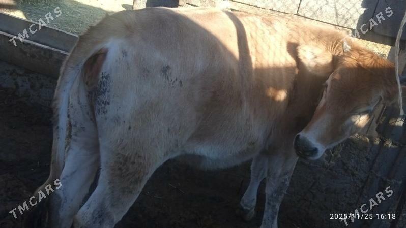 sygyr,tuwe - Bäherden - img 5