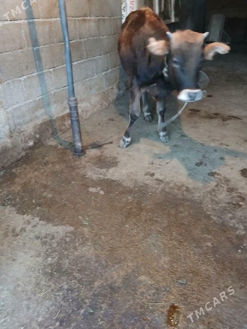 Tuwe - Бузмеин - img 6