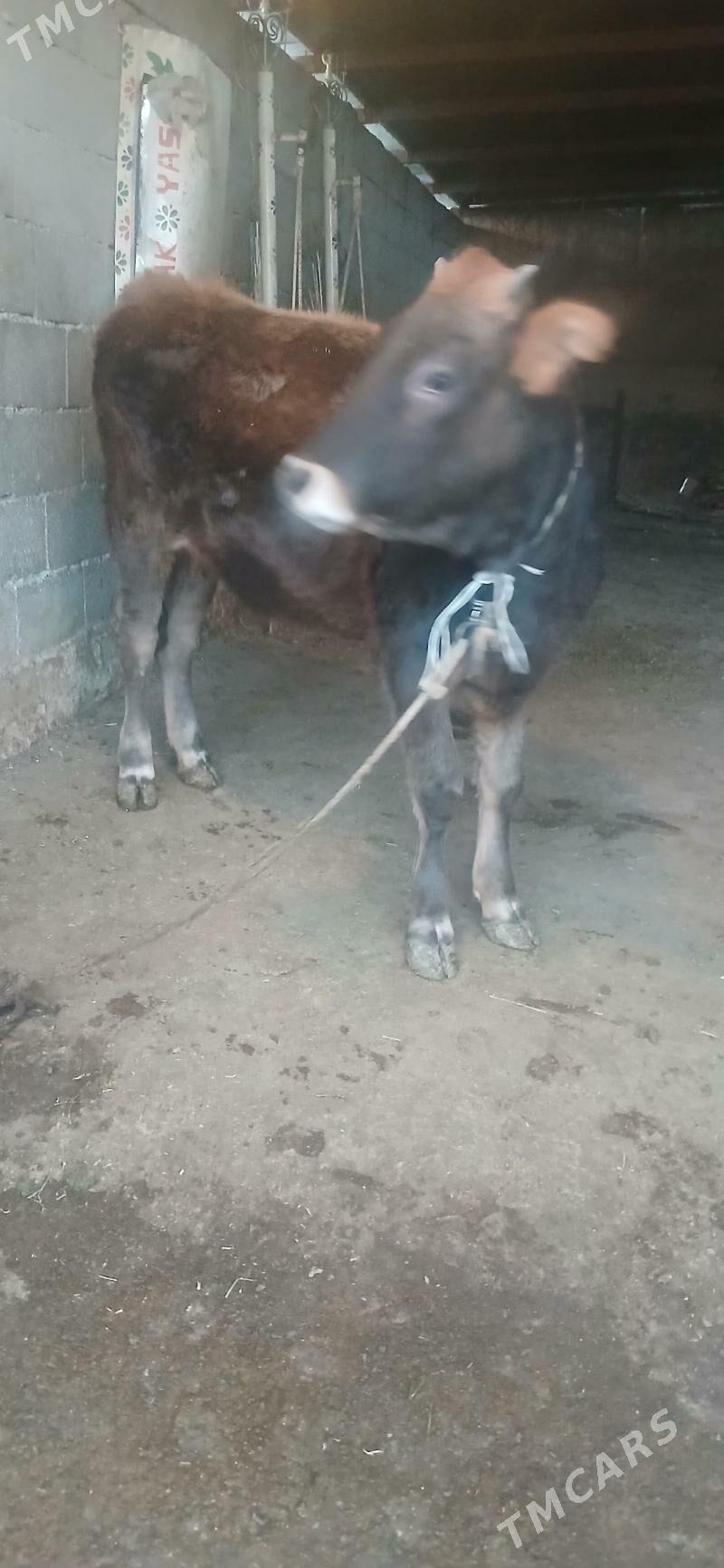 Tuwe - Бузмеин - img 4