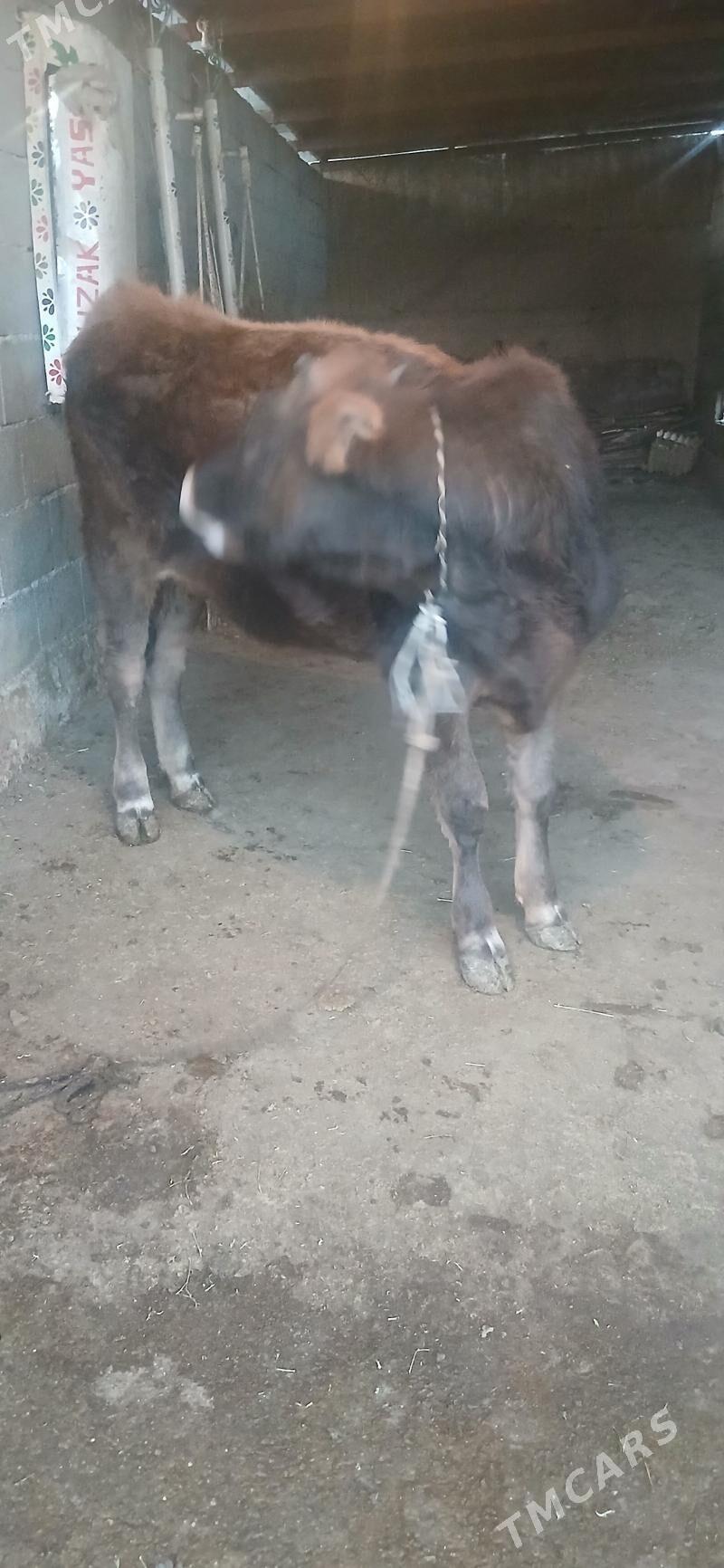 Tuwe - Бузмеин - img 3