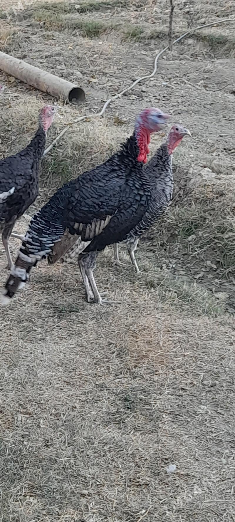 erkek induk - Bäherden - img 3