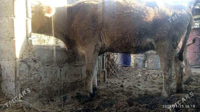 sygyr,tuwe - Bäherden - img 2