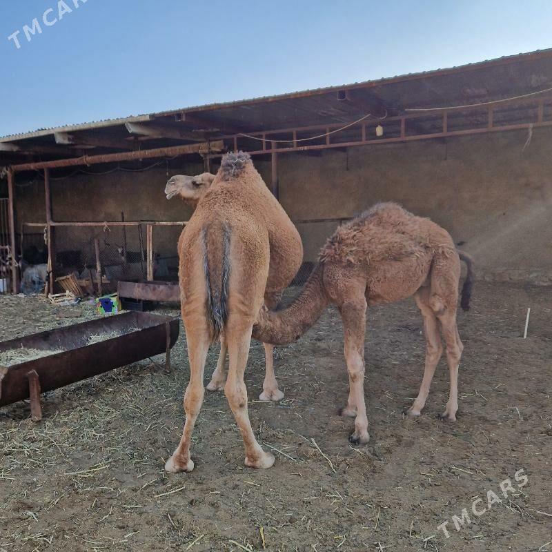 Dùÿe - Bereket - img 2