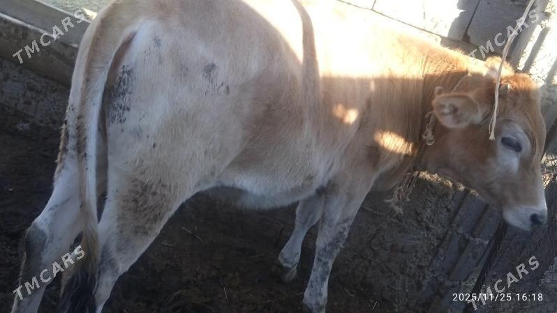 sygyr,tuwe - Bäherden - img 4