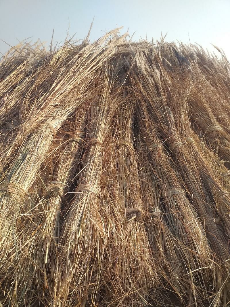 gamyş  гамыш - Dostluk - img 2