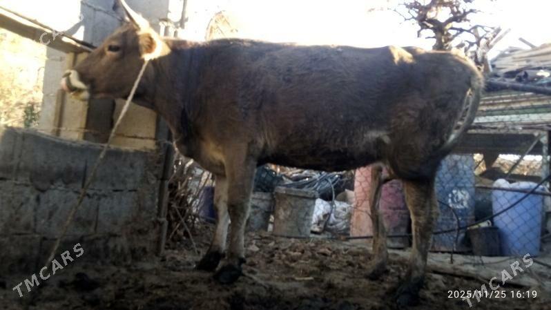 sygyr,tuwe - Bäherden - img 3