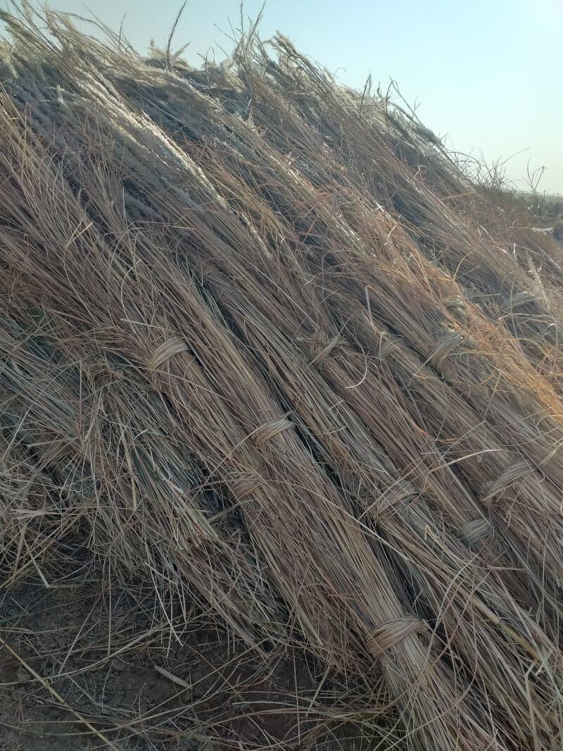 gamyş  гамыш - Dostluk - img 3