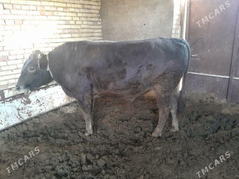 öküz. - Wekilbazar - img 1