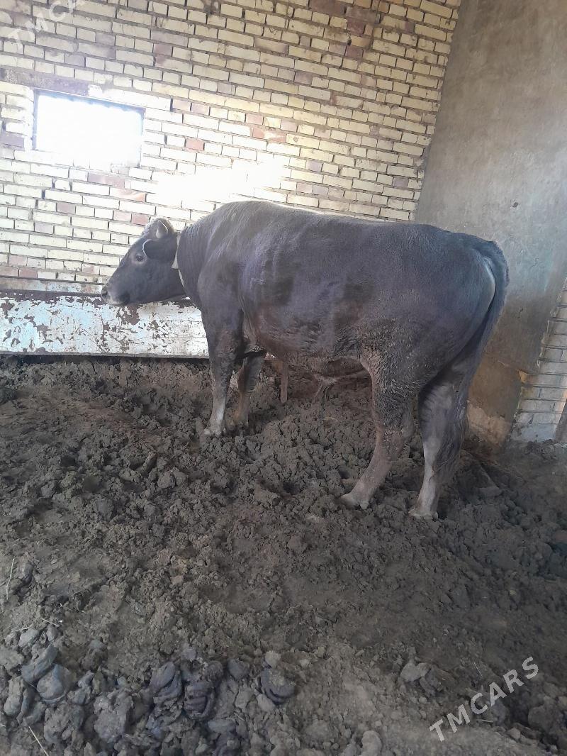 öküz. - Wekilbazar - img 2