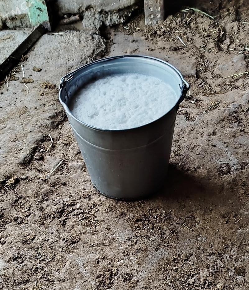 Göleli Sygyr - Gökdepe - img 5