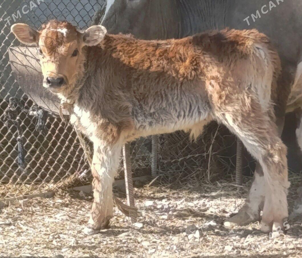 Göleli Sygyr - Gökdepe - img 6