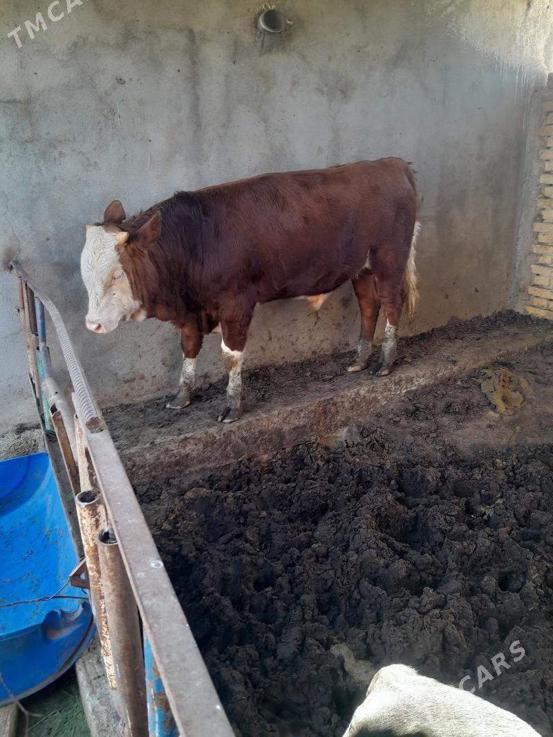 öküz - Ашхабад - img 3