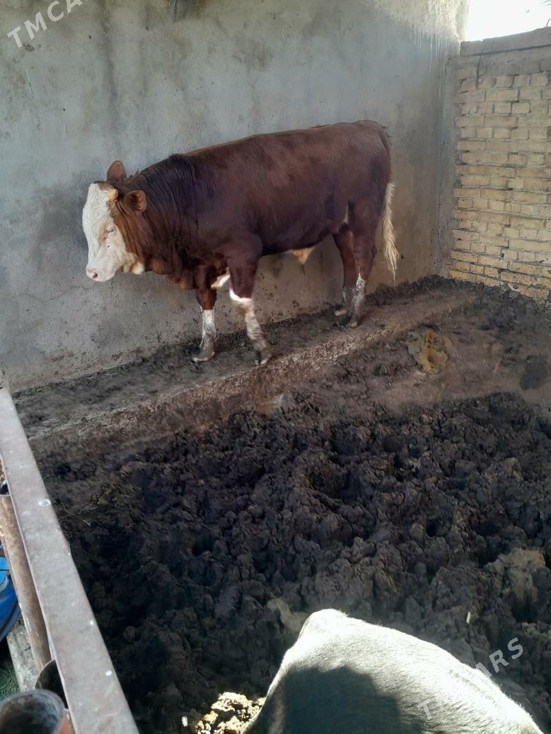 öküz - Ашхабад - img 2