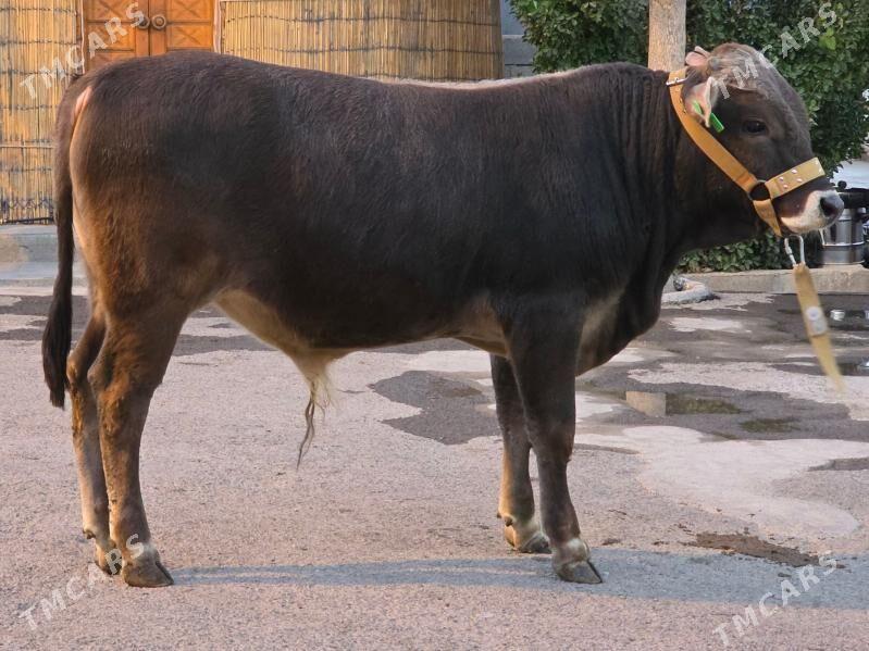 Şiwet Ökuz - Köşi - img 4