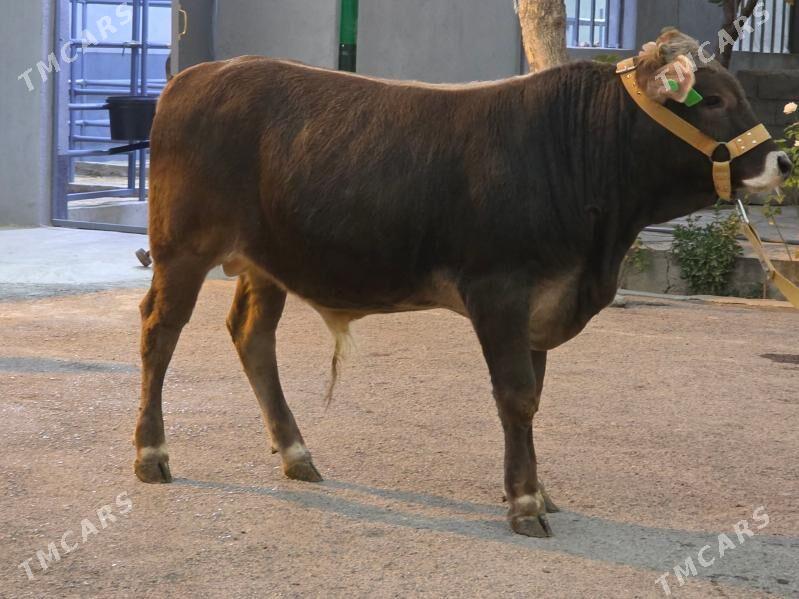 Şiwet Ökuz - Köşi - img 3