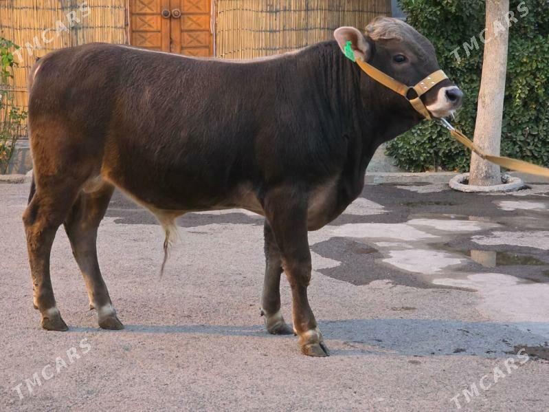 Şiwet Ökuz - Köşi - img 2