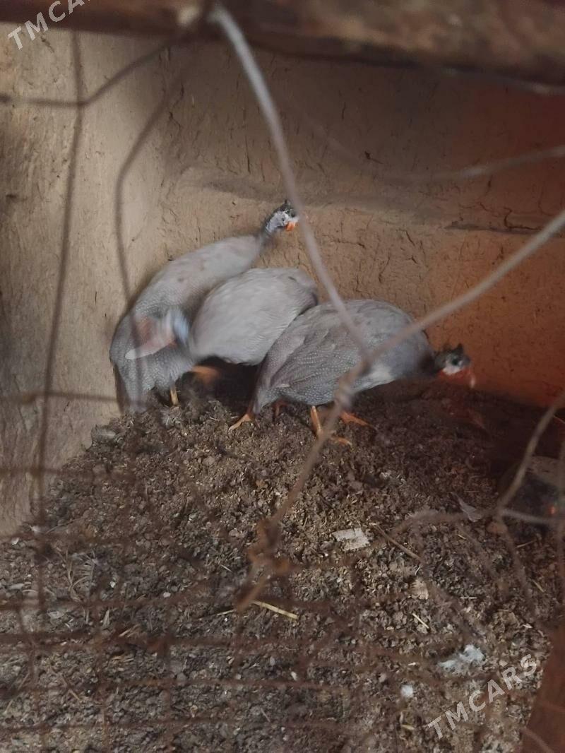 sesarka - Хитровка - img 1