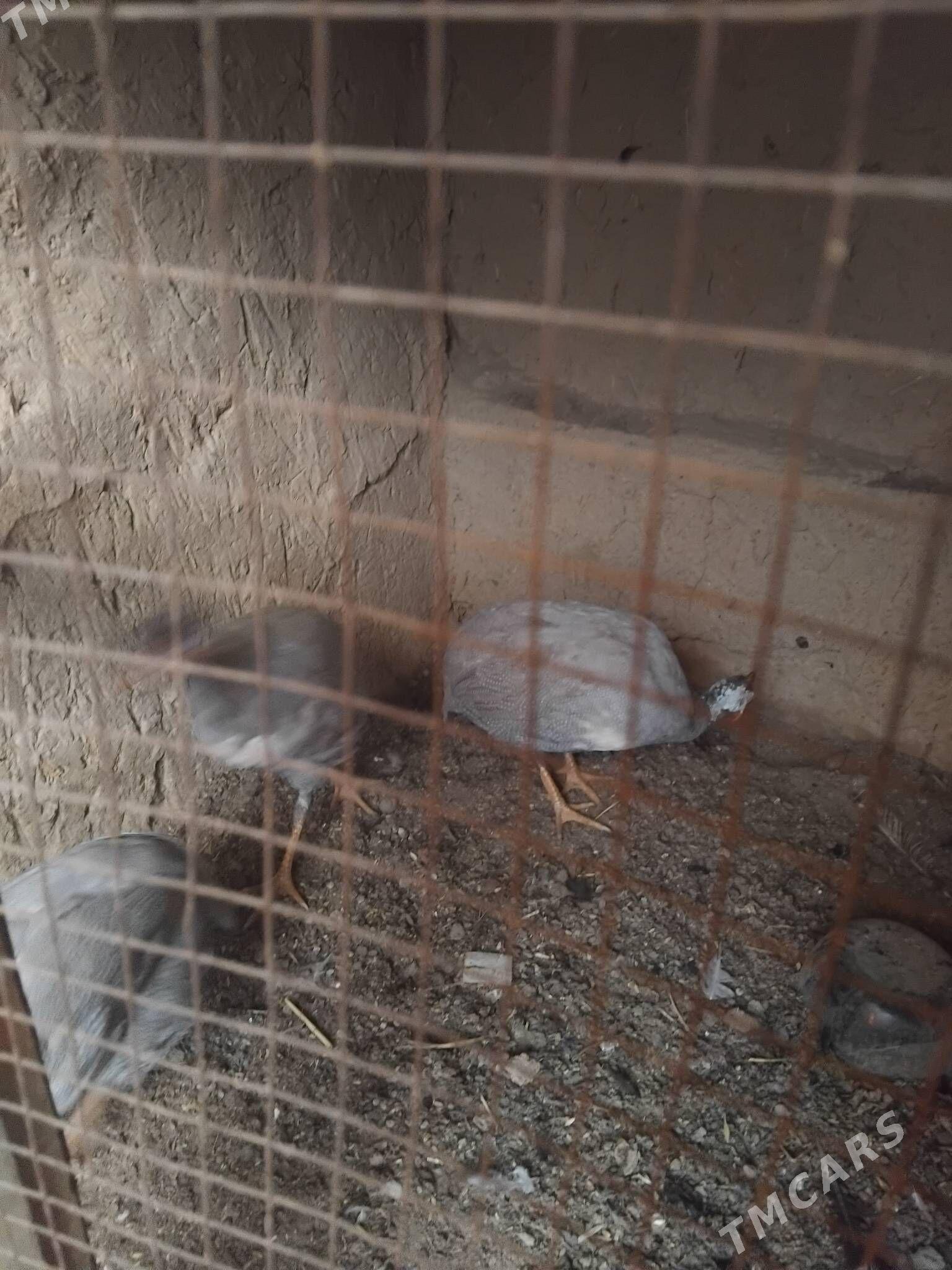 sesarka - Хитровка - img 2