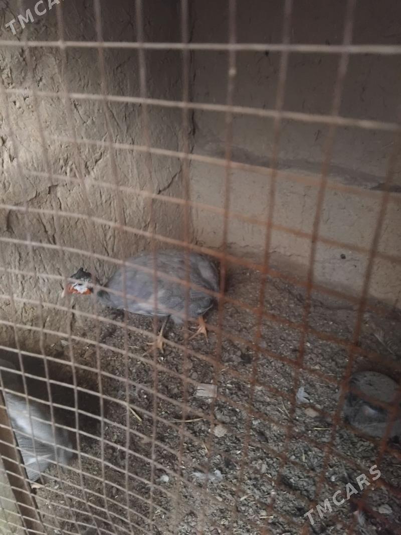 sesarka - Хитровка - img 3