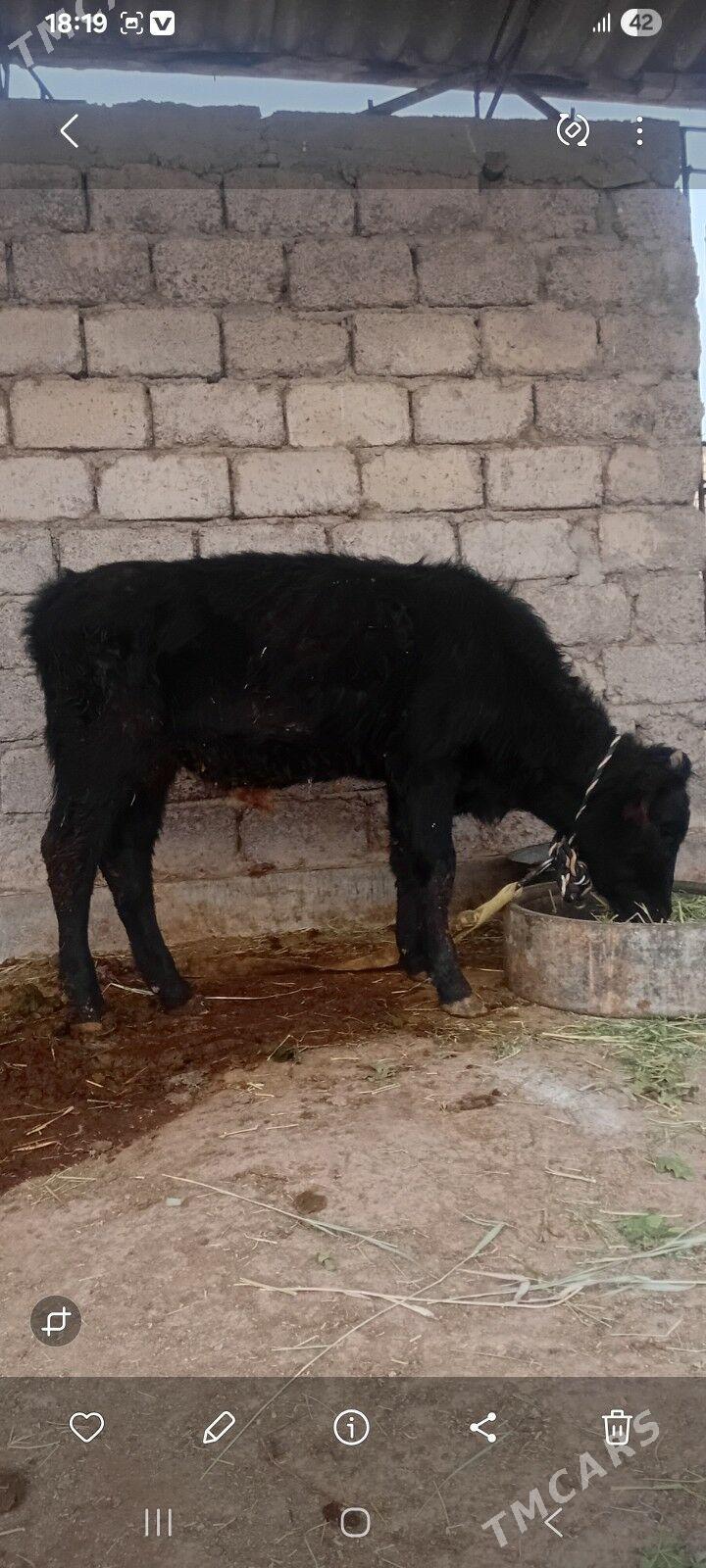 öküzçe - Яшлык - img 2