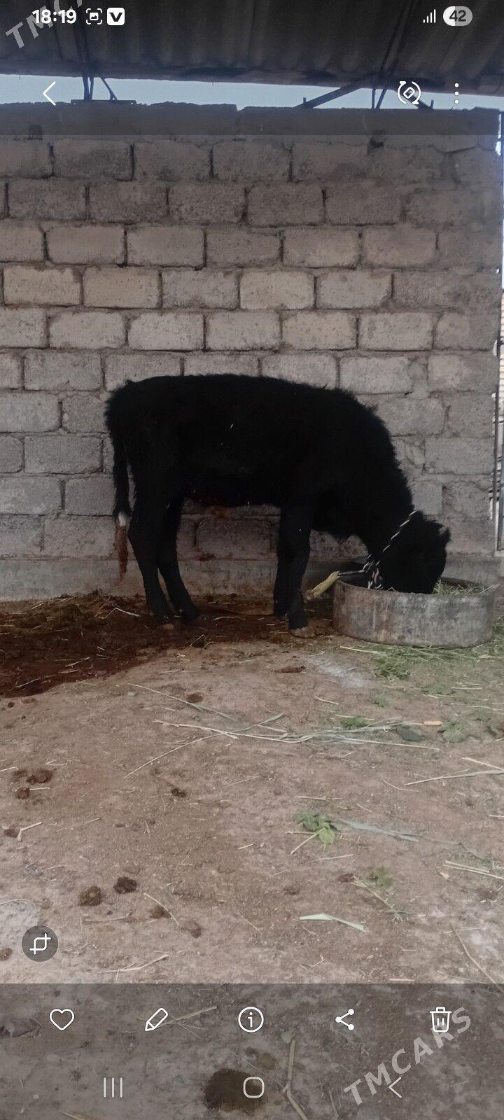 öküzçe - Яшлык - img 3