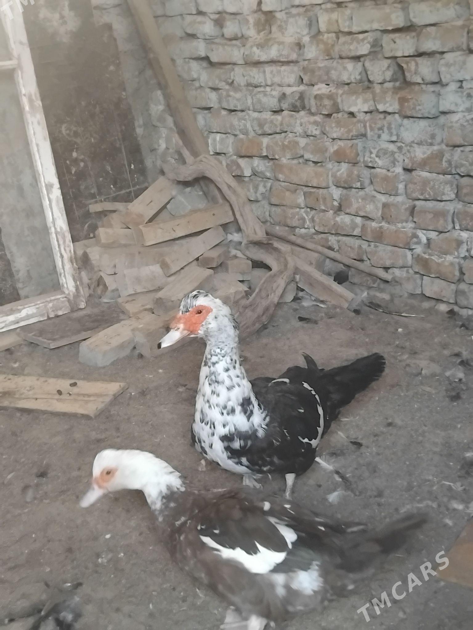 indawutga - Хитровка - img 2