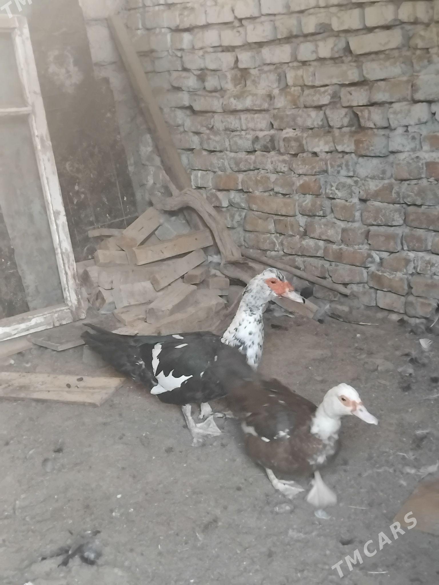 indawutga - Хитровка - img 3