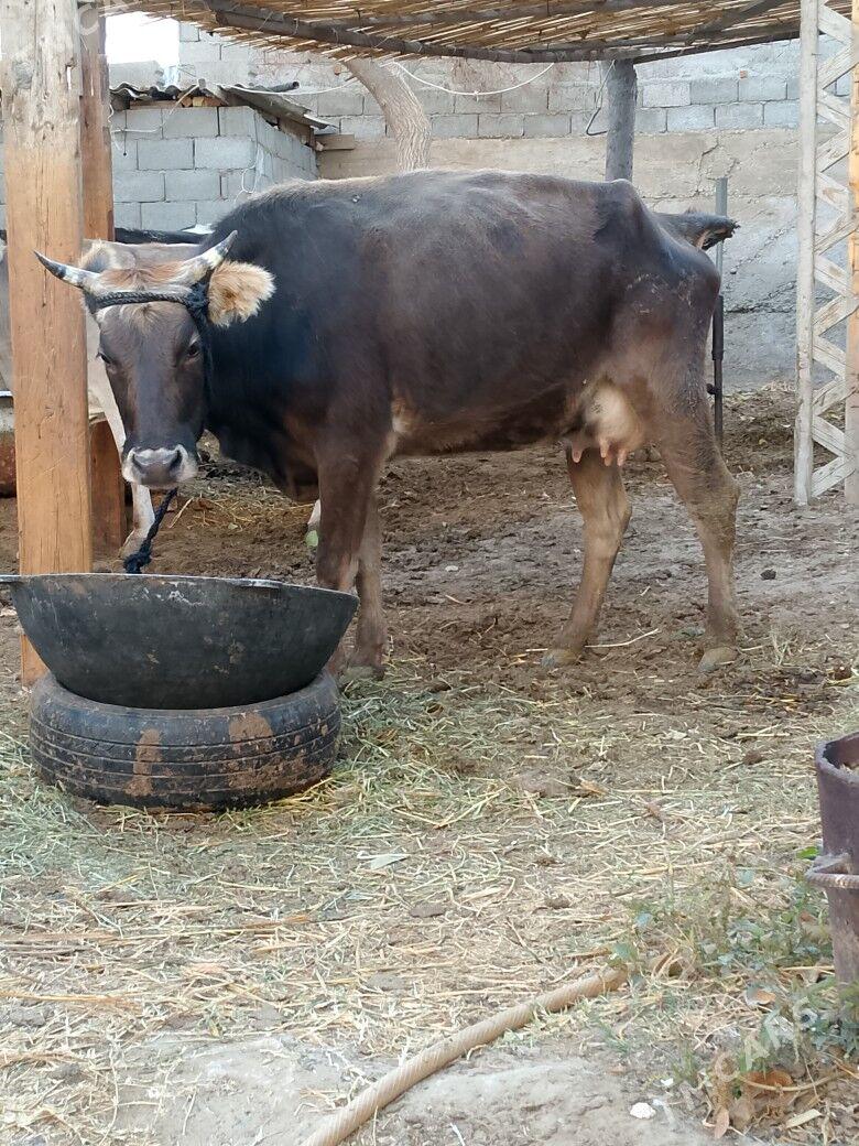 Göleli Sygyr - Чоганлы - img 2