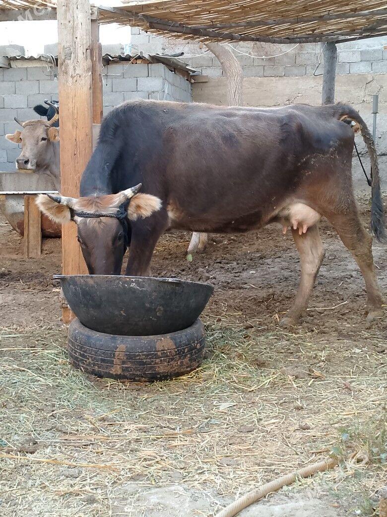 Göleli Sygyr - Чоганлы - img 4