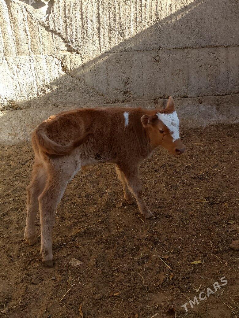 Göleli Sygyr - Чоганлы - img 5