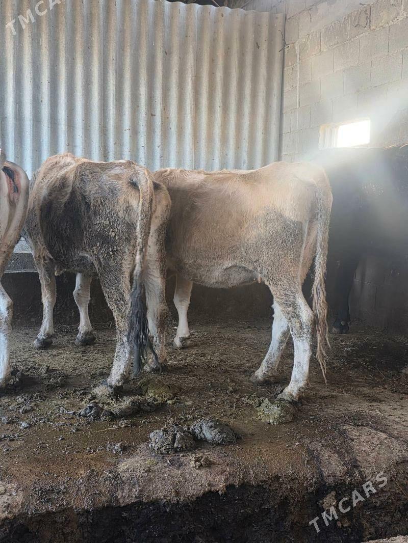 Göleli sygyr - Bäherden - img 4