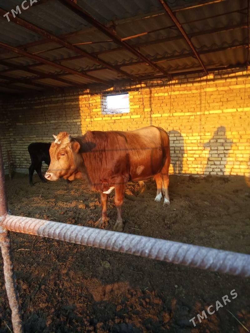 Okuz - Векильбазар - img 3