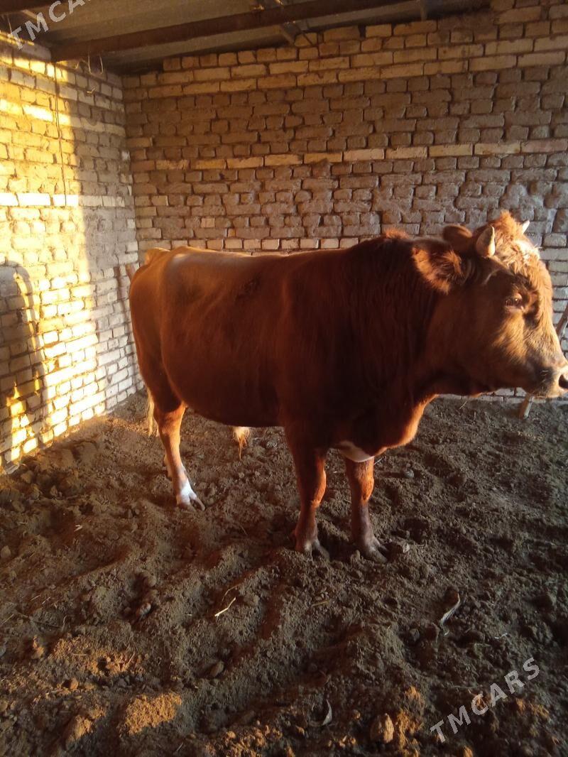 Okuz - Векильбазар - img 6