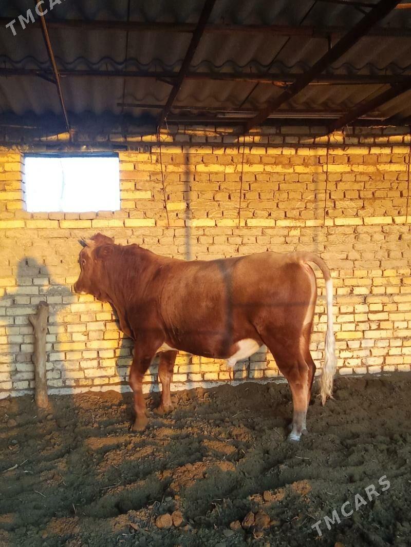 Okuz - Векильбазар - img 2