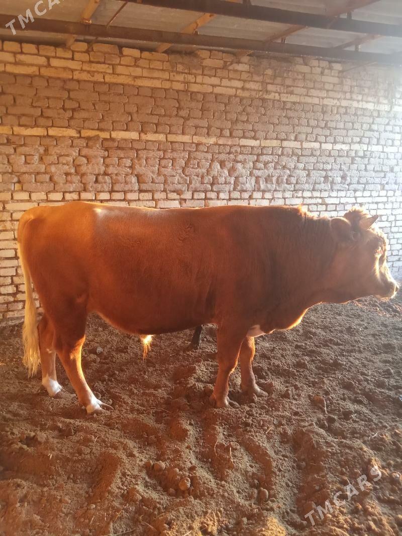 Okuz - Векильбазар - img 5