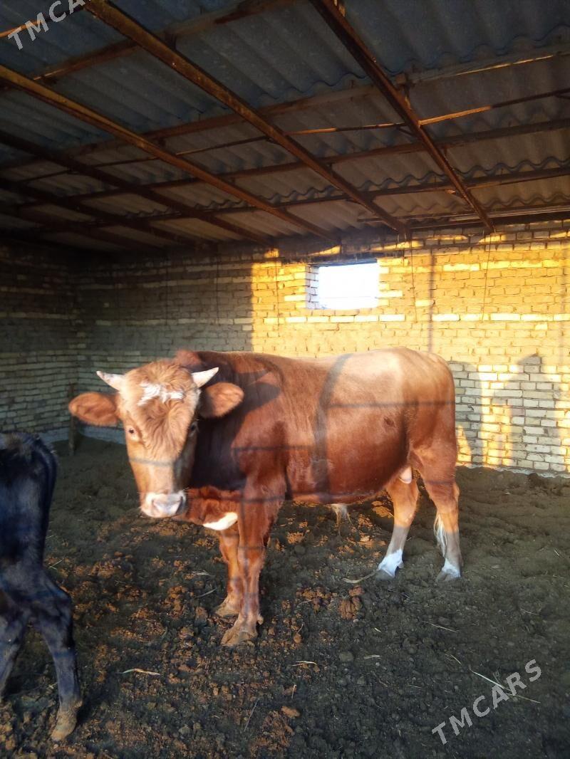 Okuz - Векильбазар - img 4