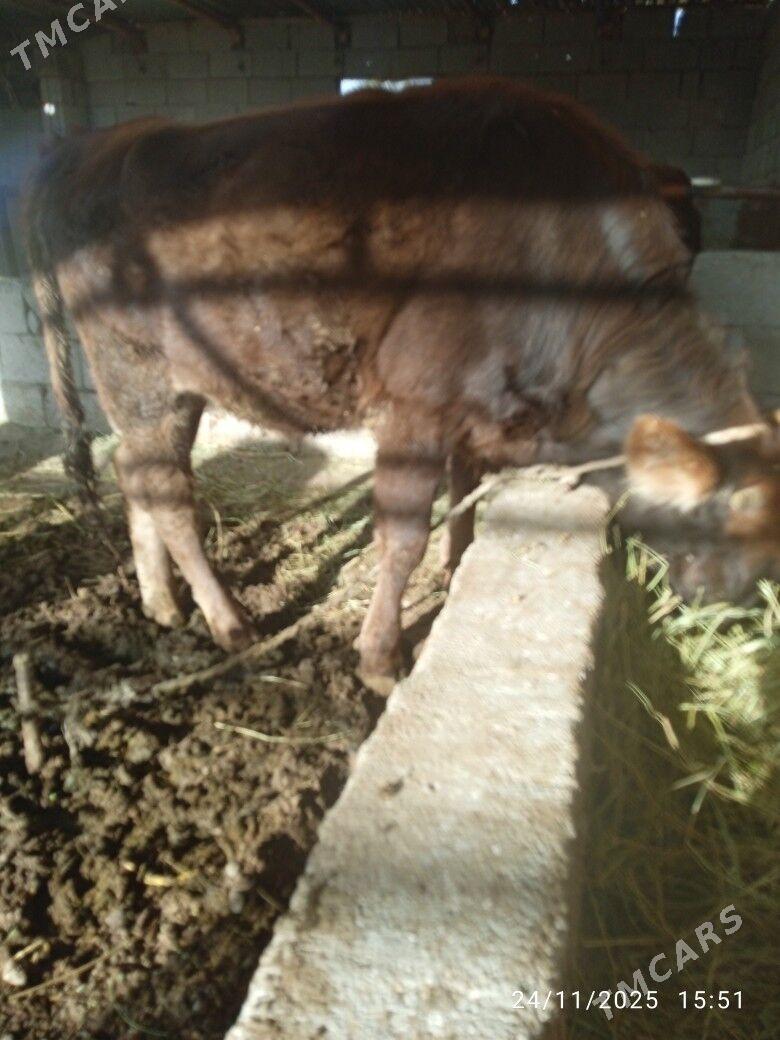 tuwe - Бахарден - img 2