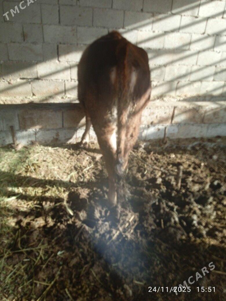 tuwe - Бахарден - img 3