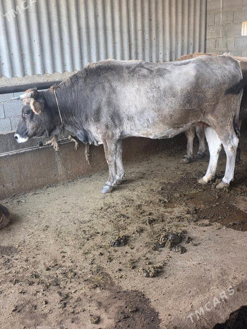 Göleli sygyr - Bäherden - img 5