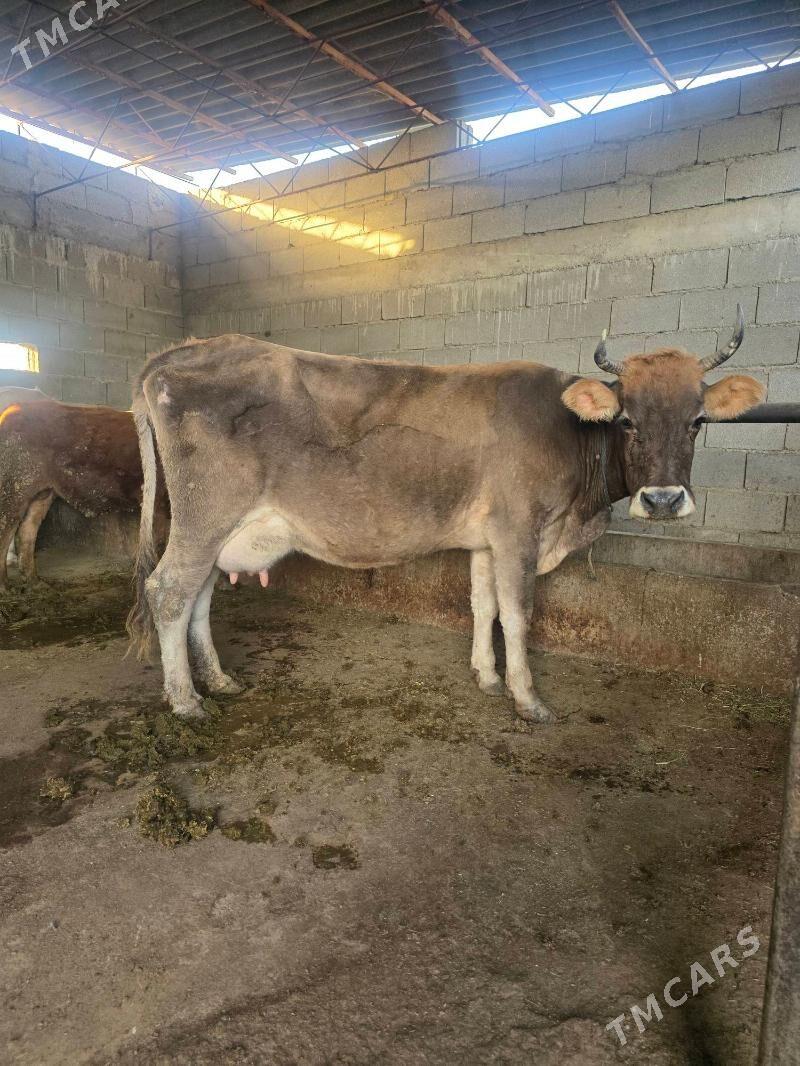 Göleli sygyr - Bäherden - img 6