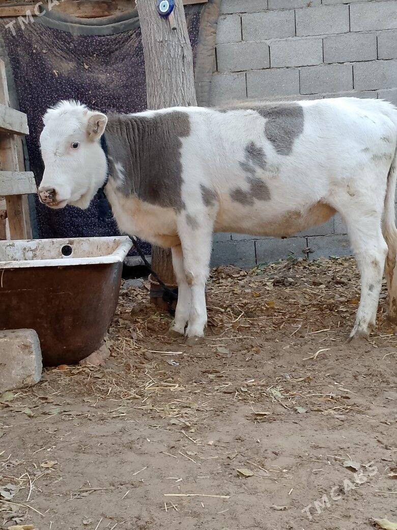 Tohum Tüwe - Чоганлы - img 2