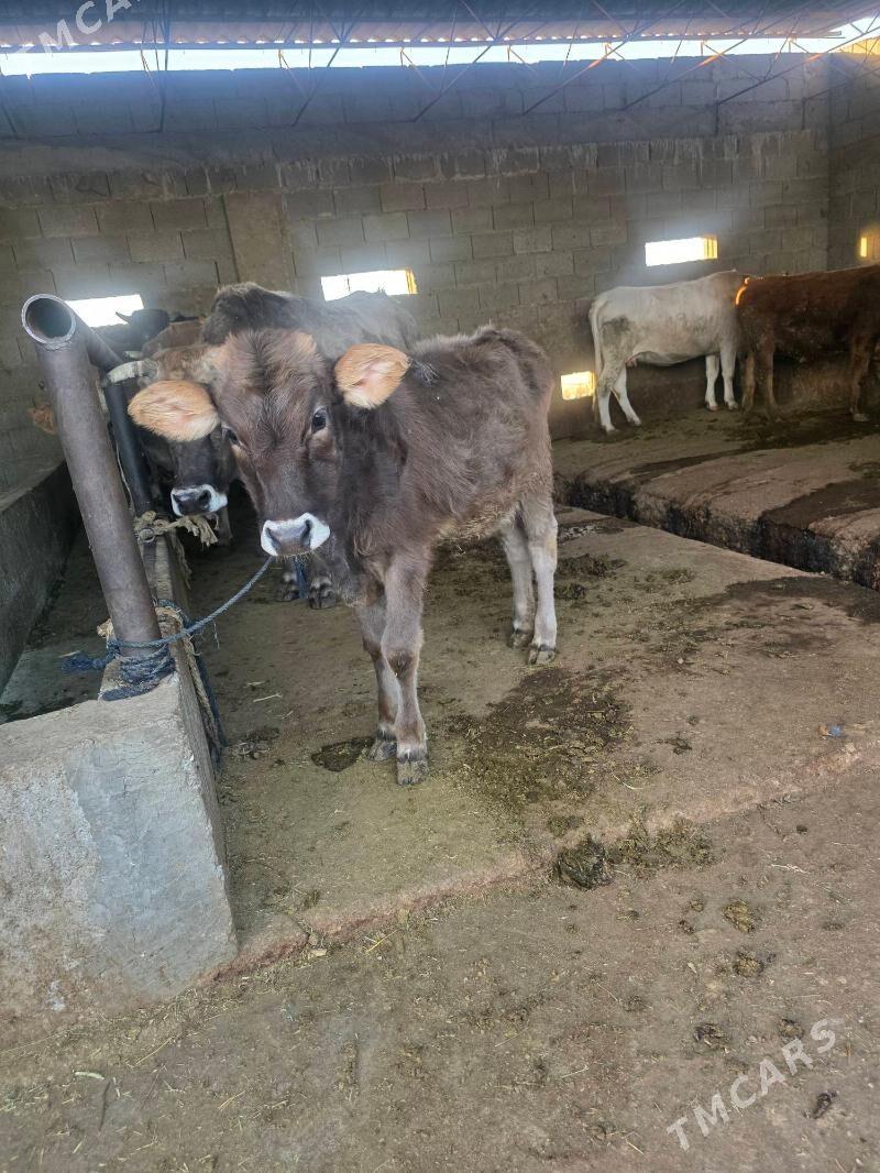 Göleli sygyr - Bäherden - img 7