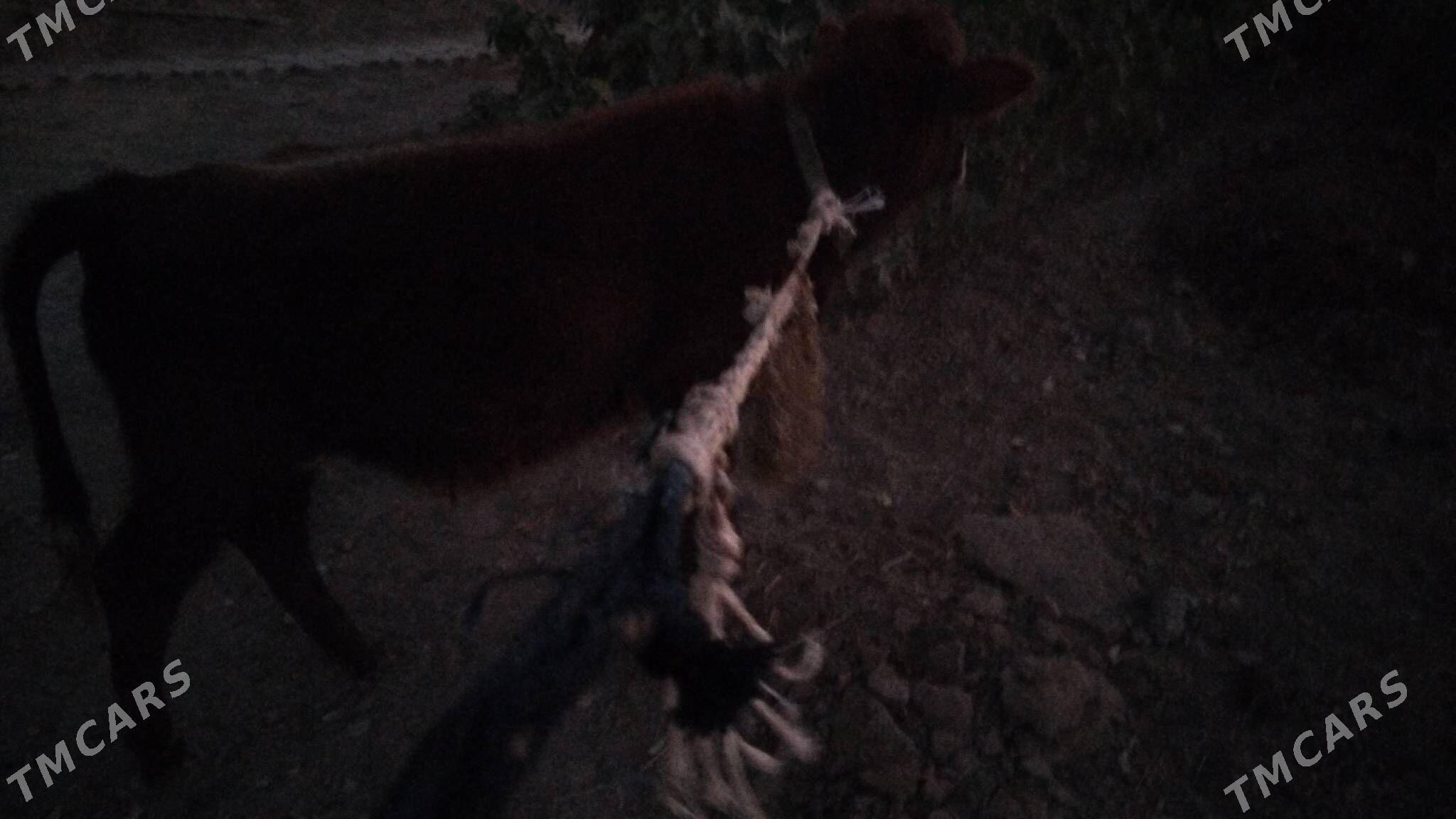 OKÜZ ŞWES TOHIM MAL - Aşgabat - img 3