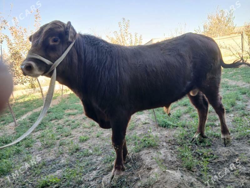 okuz - Ашхабад - img 5